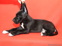 Щенки Немецкого Дога., из Питомника "TEMIR-HOUSE". г.Бишкек,Кыргызстан - Изображение #4, Объявление #1272933