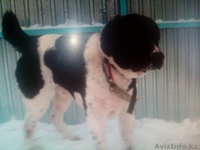 Элитные щенки алабая  - Изображение #2, Объявление #1272252