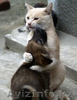 Ветеринарные услуги с выездом на дом, круглосуточно - Изображение #1, Объявление #1271781