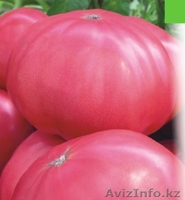 Продам овощи оптом - Изображение #2, Объявление #1292111