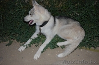 Срочно продам сибирскую хаски  - Изображение #2, Объявление #1290103