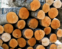 Спил и обрезка аварийных деревьев в Алматы - Изображение #3, Объявление #1295531