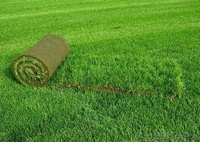 Газоны и озеленение в Алматы. - Изображение #3, Объявление #1292106