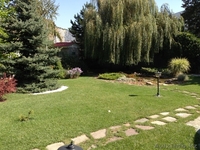 Рулонный газон. Укладка, стрижка и др. - Изображение #5, Объявление #1290810