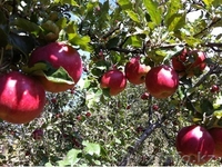 20 соток земли Медеуский р-н, продажа или обмен на квартиру в г.Алматы - Изображение #2, Объявление #1301297