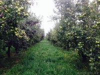 Продам яблоки оптом срочно! Алматы! Разные сорта Апорт Золотой превосходный - Изображение #5, Объявление #1319010