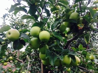 Продам яблоки оптом срочно! Алматы! Разные сорта Апорт Золотой превосходный - Изображение #6, Объявление #1319010