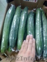 продаем  огурцы - Изображение #4, Объявление #1168644