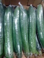 продаем  огурцы - Изображение #5, Объявление #1168644