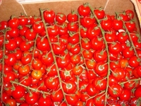 Томаты черри из Испании - Изображение #2, Объявление #1328778