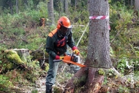 Обрезка деревьев  алматы - Изображение #3, Объявление #1332395