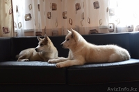 Щенки Аляскинского маламута! - Изображение #3, Объявление #1127890