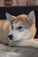 Щенки Аляскинского маламута! - Изображение #4, Объявление #1127890