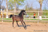 Продается перспективный молодой жеребчик арабской породы, серая масть. - Изображение #1, Объявление #1343265