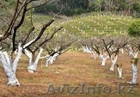 Обрезка деревьев  алматы - Изображение #1, Объявление #1332395