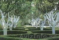 Обрезка деревьев  алматы - Изображение #2, Объявление #1332395