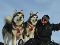 Щенки Аляскинского маламута! - Изображение #6, Объявление #1127890