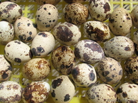 Тушки перепелов - Изображение #2, Объявление #1337694