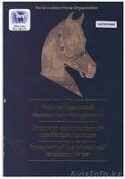Продается перспективный молодой жеребчик арабской породы, серая масть. - Изображение #2, Объявление #1343265