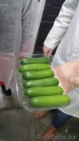 продаем  огурцы - Изображение #1, Объявление #1168644