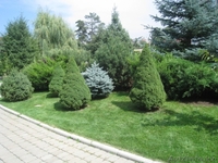 Озеленение. Ландшафтный дизайн. Алматы. - Изображение #1, Объявление #1348818