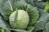 Селекционно-семеневодческая фирма в Алматы  - Изображение #2, Объявление #1353483