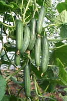 Селекционно-семеневодческая фирма в Алматы  - Изображение #4, Объявление #1353483