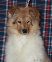  Колли щенки рыжие г. Алматы,Казахстан, питомник "Классик Топ" СКК-FCI - Изображение #5, Объявление #1308540