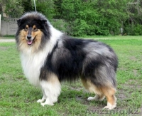 Колли щенки г. Алматы,Казахстан, питомник "Классик Топ" СКК-FCI - Изображение #5, Объявление #1273654