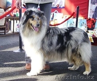 Колли щенки г. Алматы,Казахстан, питомник "Классик Топ" СКК-FCI - Изображение #6, Объявление #1273654