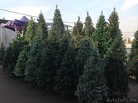 Купить новогоднюю елку в Алматы недорого! Бесплатная доставка - Изображение #3, Объявление #1345725