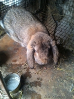 кролики фландеры,французские бараны - Изображение #1, Объявление #1361141