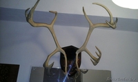 Продам рога сибирского оленя! - Изображение #1, Объявление #1373519