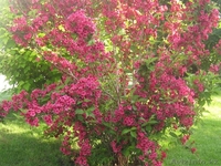 Озеленение. Ландшафтный дизайн. Алматы. - Изображение #5, Объявление #1348818