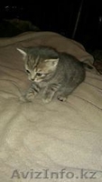 Котенок Скотиш Страйт Шотландский - Изображение #2, Объявление #1396353