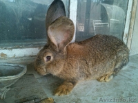 кролики фландеры,французские бараны - Изображение #2, Объявление #1361141