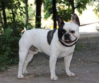 кобель Французского бульдога на вязку - Изображение #1, Объявление #1387270