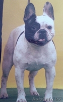 кобель Французского бульдога на вязку - Изображение #2, Объявление #1387270