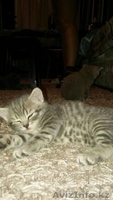 Котенок Скотиш Страйт Шотландский - Изображение #1, Объявление #1396353