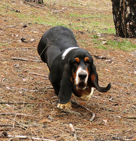Бассет-хаунд щенки Breen-Brass - Изображение #3, Объявление #1383290