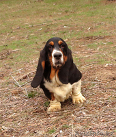 Бассет-хаунд щенки Breen-Brass - Изображение #4, Объявление #1383290