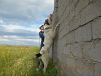щенки среднеазиатской овчарки, алабая, 5 мес, от привозных родителей - Изображение #3, Объявление #1442881
