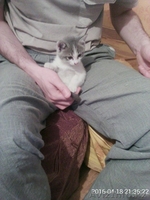 Котята 2 х месячные в добрые руки - Изображение #1, Объявление #1429953