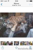 Фасадная панель,скульптуры,вазоны,фонтаны - Изображение #5, Объявление #1470360