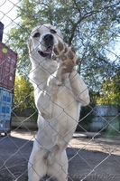 ЭЛИТНЫЕ АЛАБАИ питомника "Сарбаз". - Изображение #3, Объявление #1497611