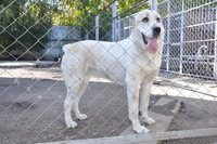 ЭЛИТНЫЕ АЛАБАИ питомника "Сарбаз". - Изображение #4, Объявление #1497611