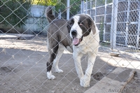 ЭЛИТНЫЕ АЛАБАИ питомника "Сарбаз". - Изображение #5, Объявление #1497611