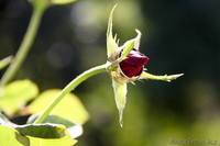 Услуги фото, видеосъемки - Изображение #8, Объявление #1521532