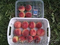 Саженцы персика "Харроу даймон", "Ред хевен", "Релианс" - Изображение #1, Объявление #1536351