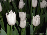 Тюльпаны к 8 марта оптом и розницу - Изображение #4, Объявление #1535623